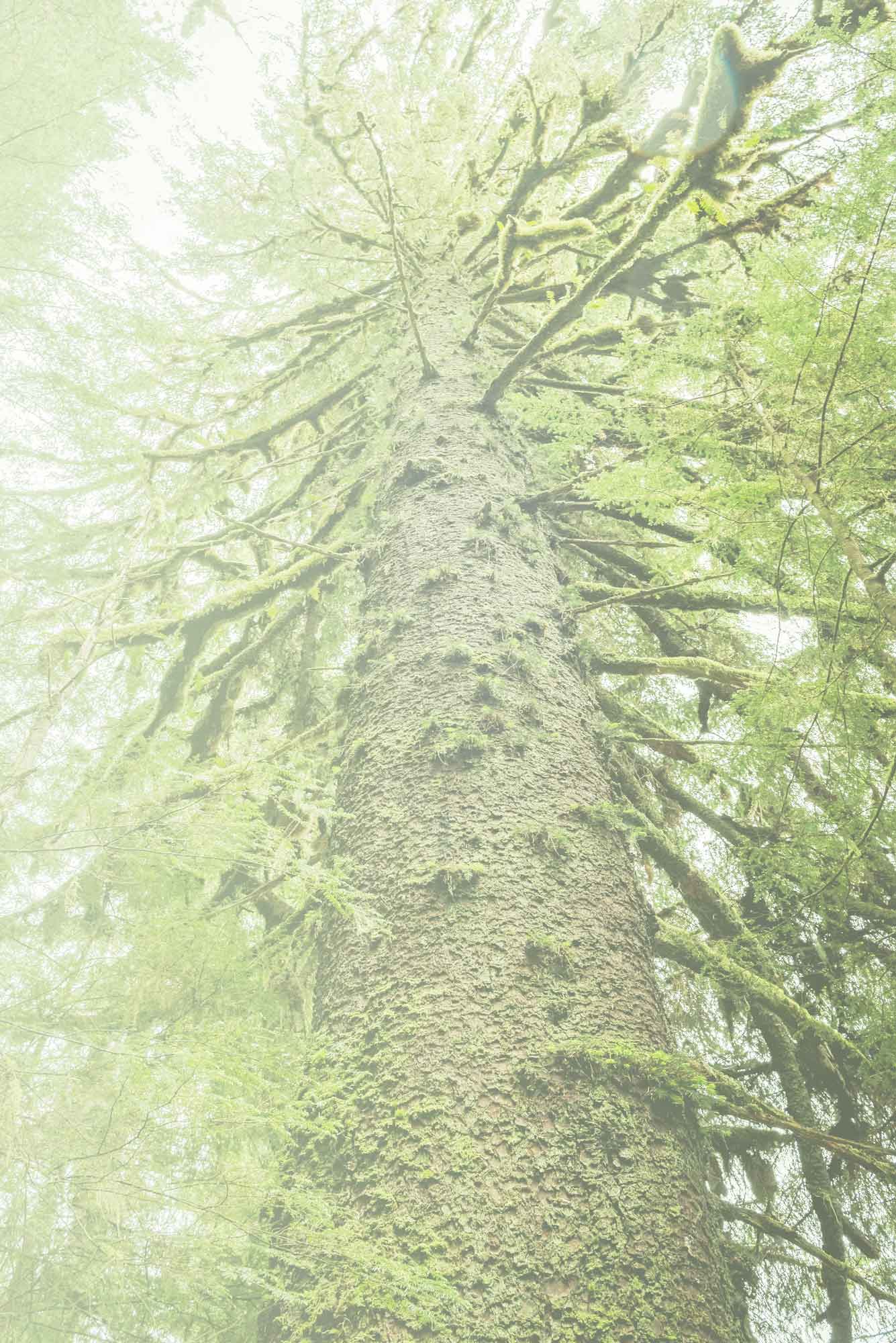 Tree-photo-Dave-Shreffler