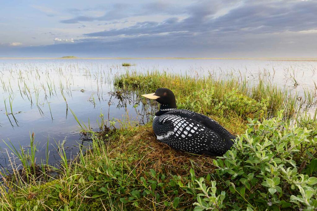 A Yellow Billed Loon in America's Western Arctic. Photo by Gerrit Vyn